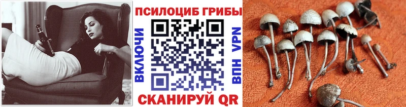 Псилоцибиновые грибы Cubensis Бородино